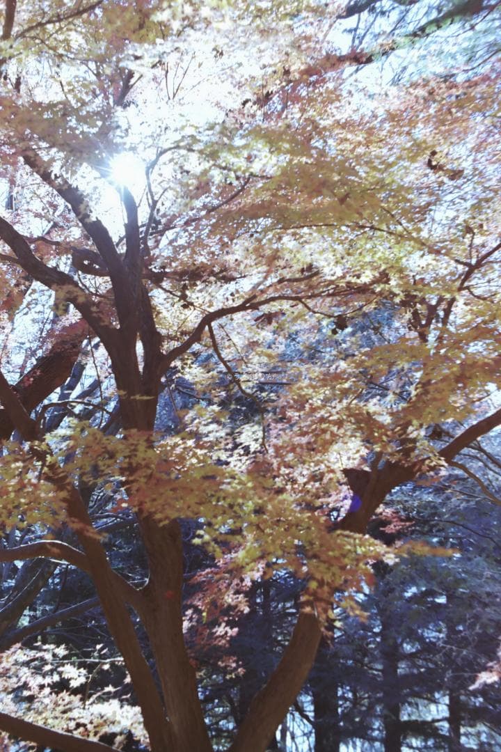 kotatsu様　最もシンプルなM型ライカ！Leica M1 フィルムカメラ