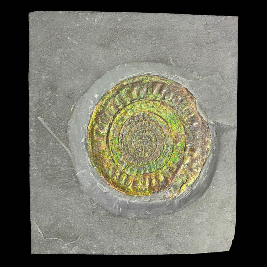 虹色アンモナイト　化石　イングランド・サマセット 産