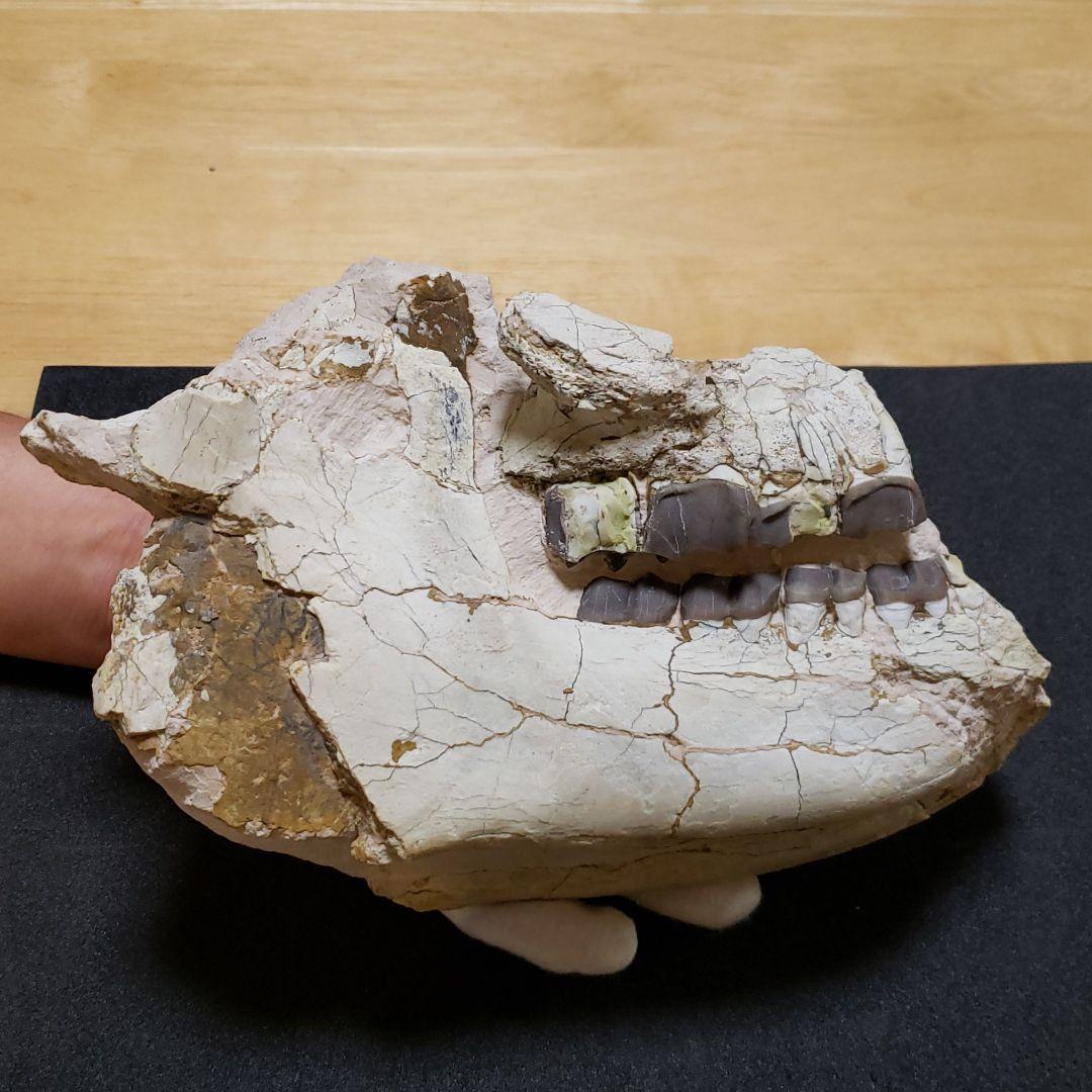 ヒラコドンの化石　部分化石