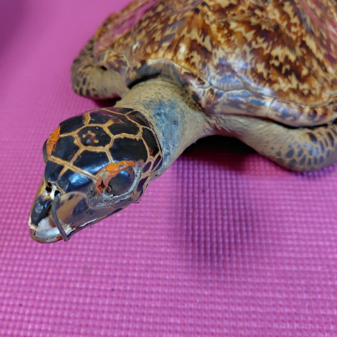 亀 　タイマイ 置物 インテリア オブジェ 縁起物 剥製