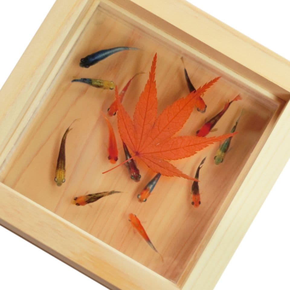 めだか メダカ アート 紅葉 プリザーブドフラワー 金魚 生き物 フィギュア