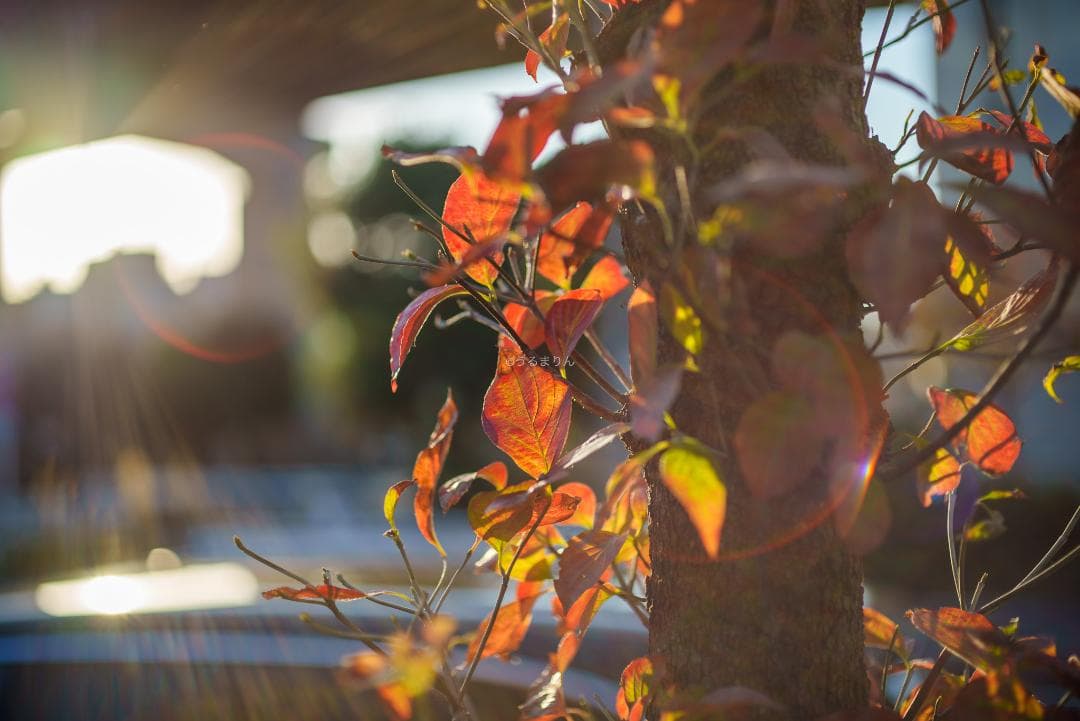 箱付き美品！絶版マクロ！ZEISS Makro-Planar 50mm ZF2