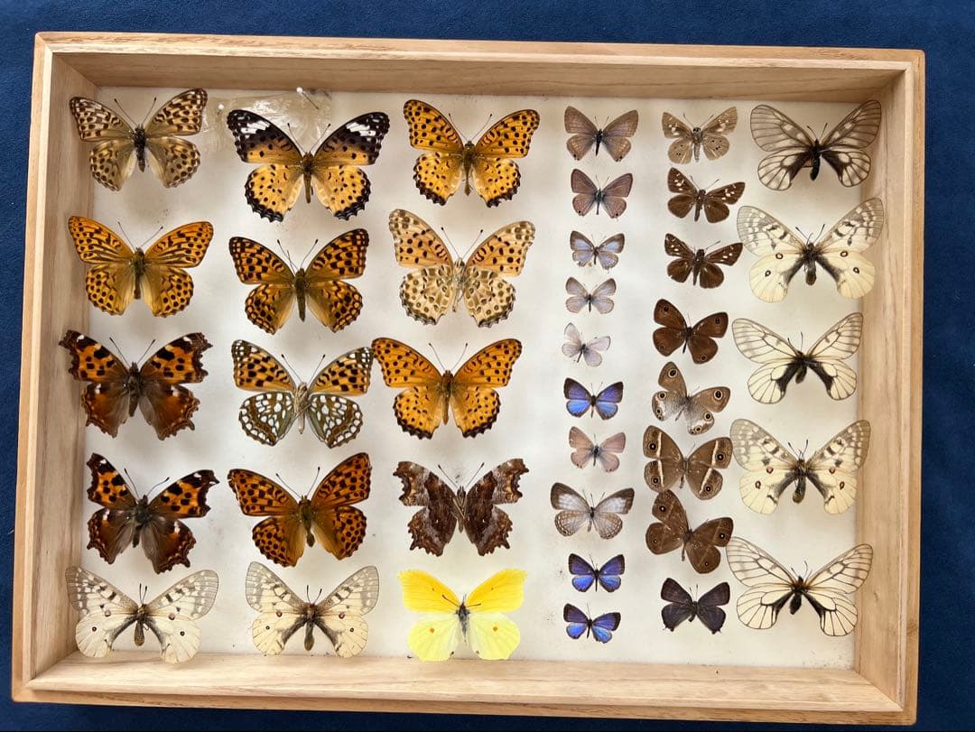 希少蝶標本ドイツガラスケース箱現状品のみ40x30x6cm