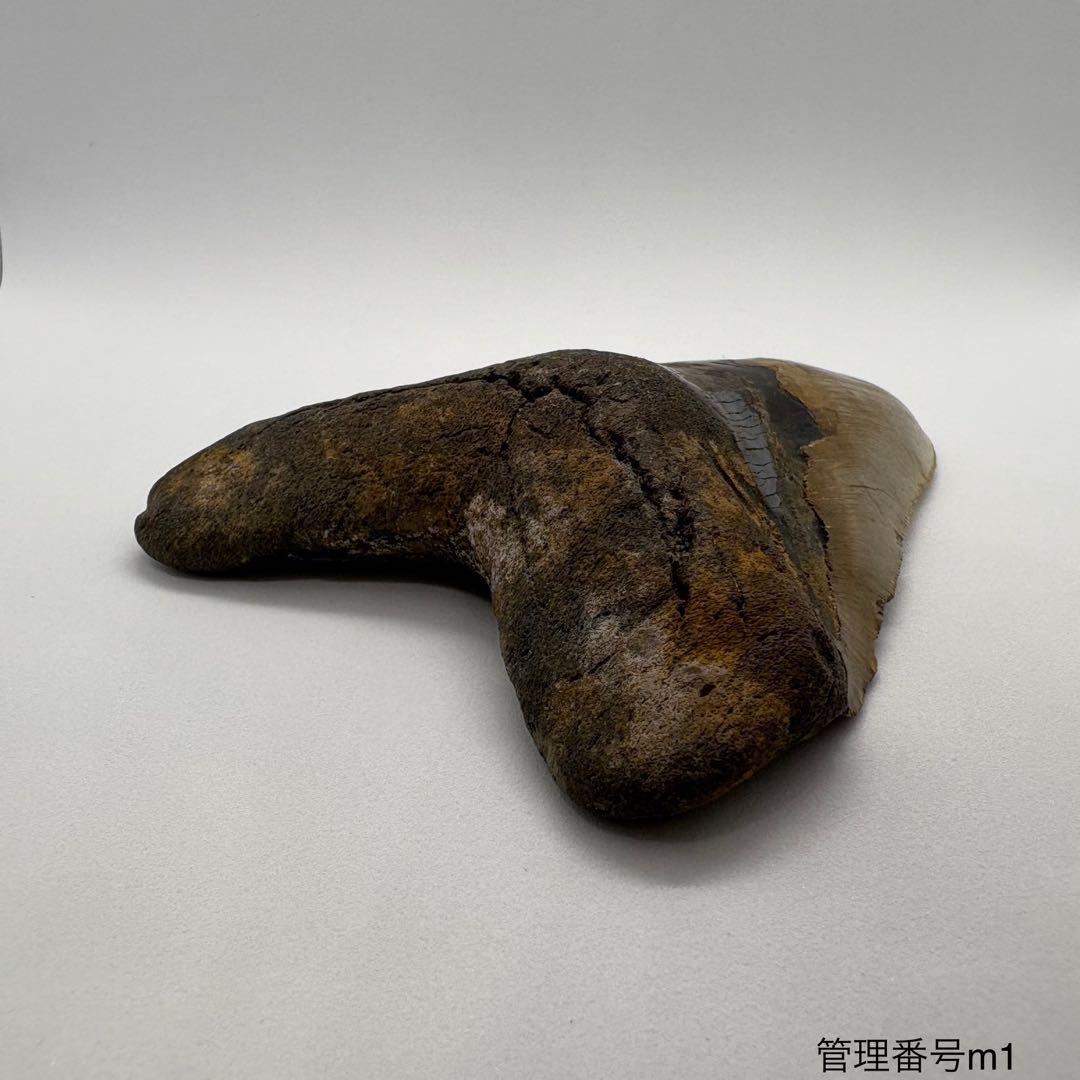 本物　メガロドンの歯　化石　サメ　12cm アメリカ合衆国