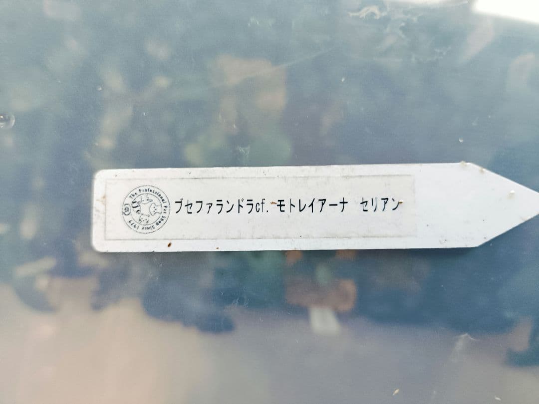 や*代様 ブセファランドラ cf. モトレイアーナ セリアン(チャーム)