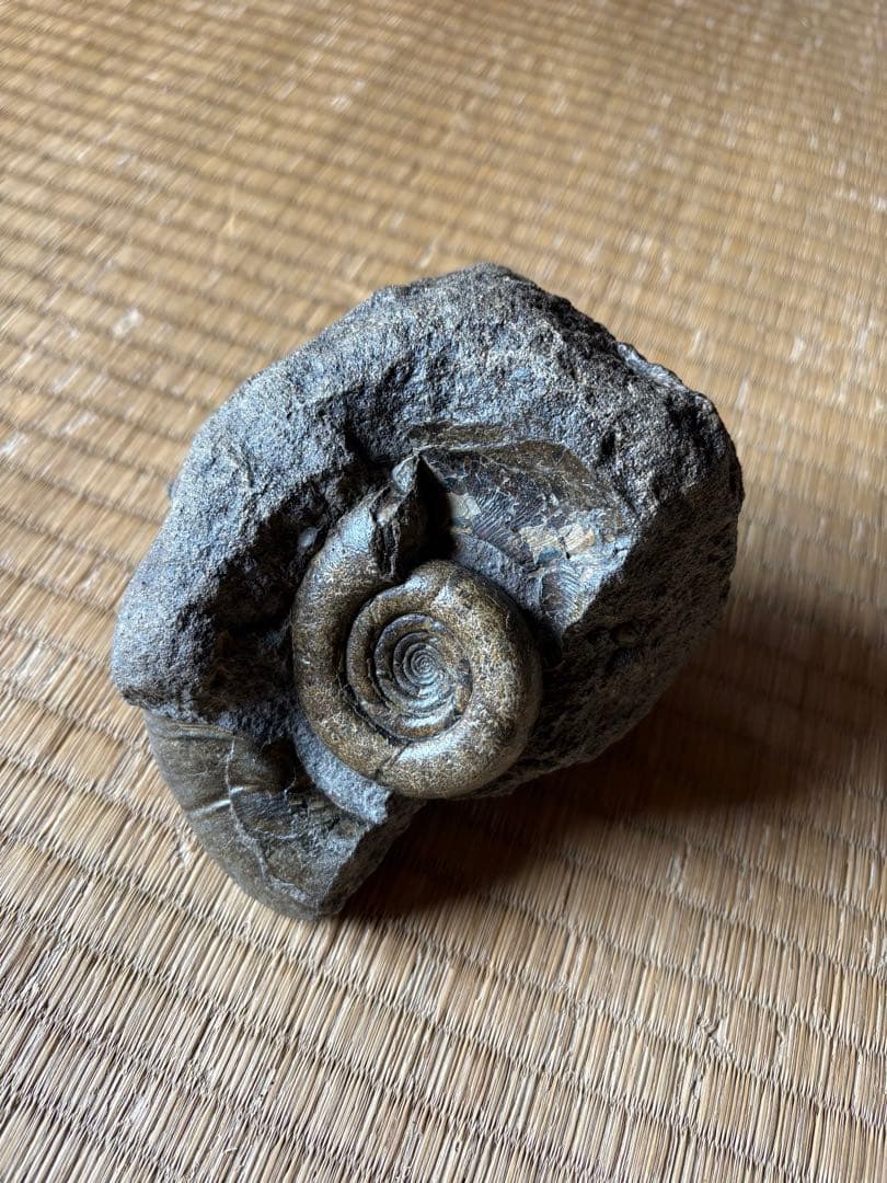 超レア　ゴードリセラス・ハマナカエンセ　化石　アンモナイト