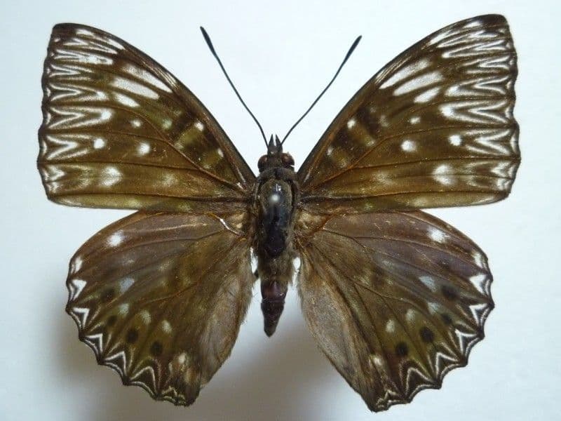 【外国産蝶標本】スミナガシ/韓国.河東郡産/54mm