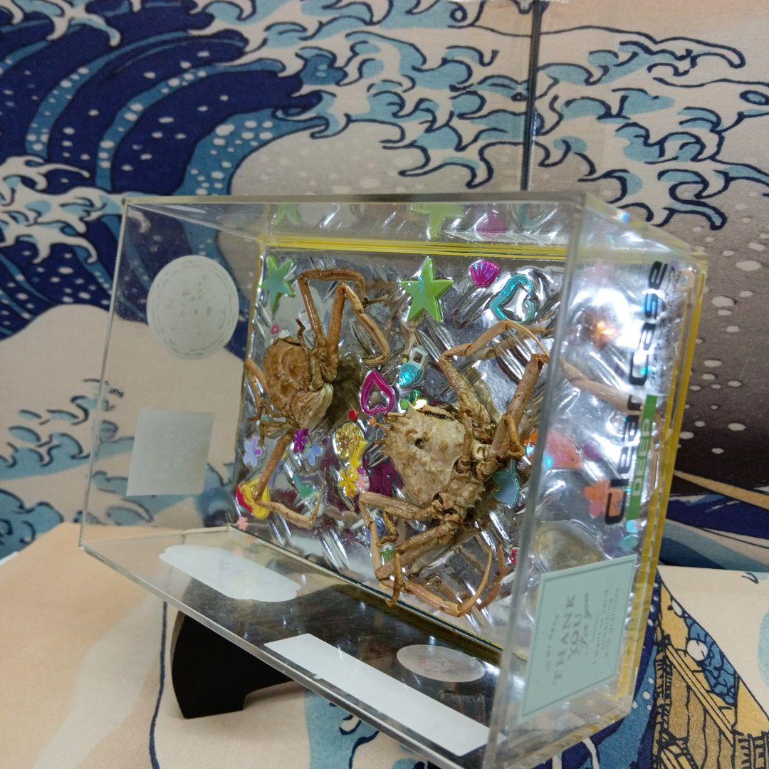 稀少平家怨霊讃岐國屋島檀ノ浦長門國下関壇之浦源平合戦凹凸立体平家蟹鬼面蟹標本飾り