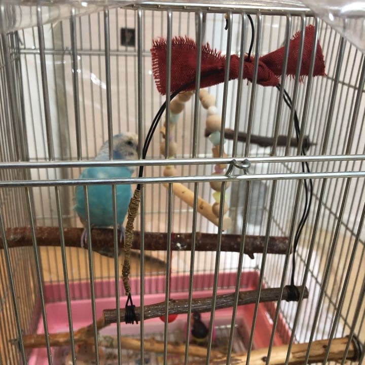 ぴーちゃんのお気に入りブランコ