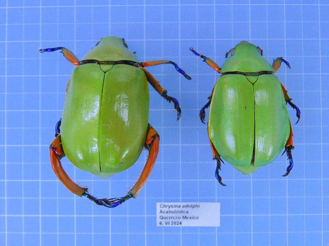 メキシコ産　アシナガコガネ　39mm 35mm