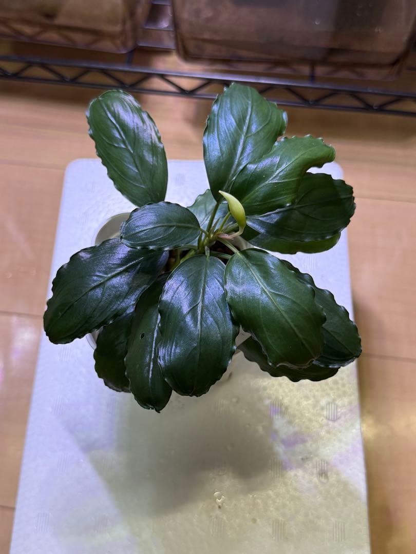 水草 bucephalandra sp. silver gray