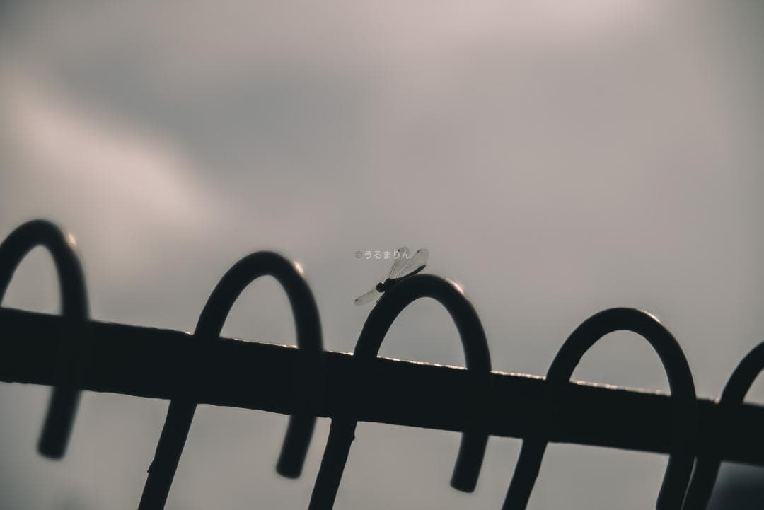 格安！バブルボケ！Meyer TRIOPLAN 100mm F2.8 ゼブラ