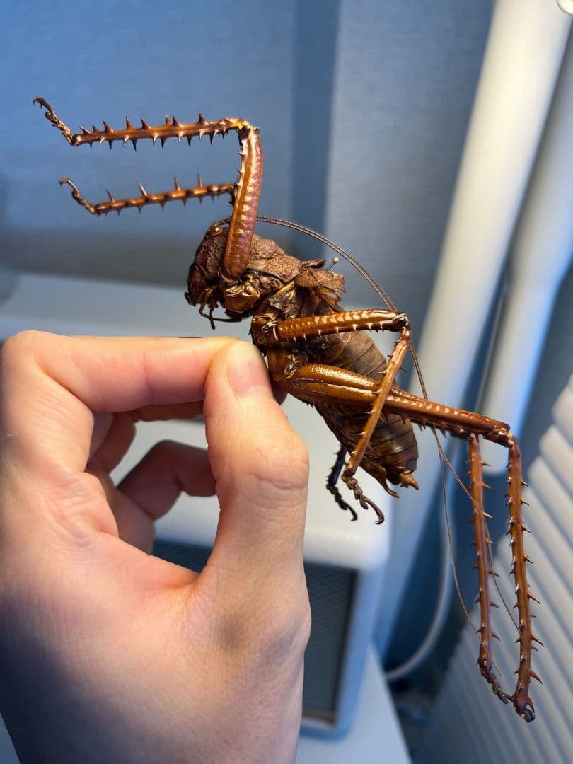 【螽斯最大級】トゲキリギリス 標本 スパイニーロブスター ナナフシコノハムシ