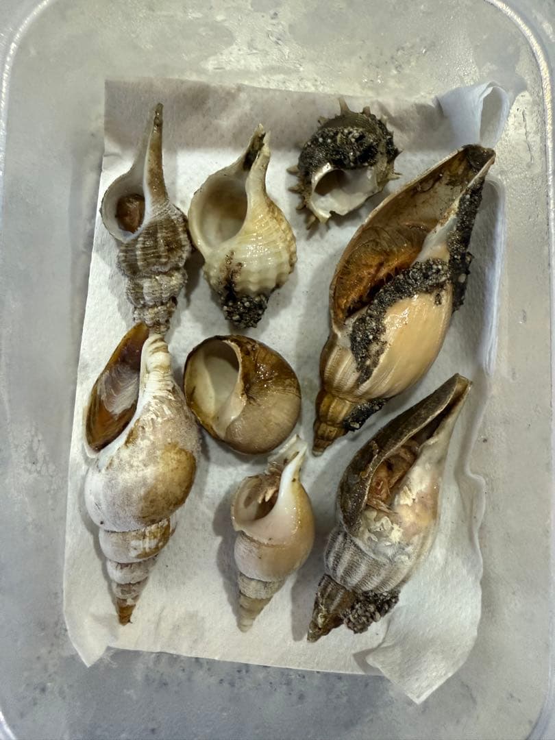 貝　まとめ売り