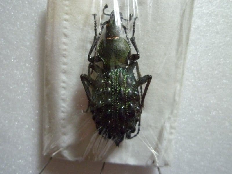 【外国産オサムシ標本】全身緑のイボカブリモドキ/湖北省.恩施産/43mm
