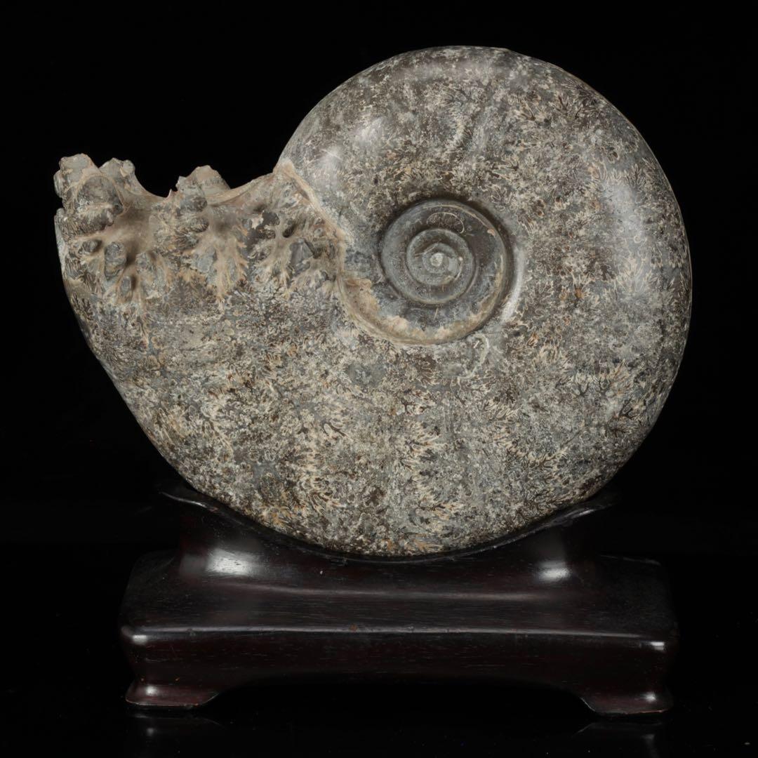 天然アンモナイト化石 重量3.2kg 台座付 古生物標本 鑑賞石 古美術 骨董品