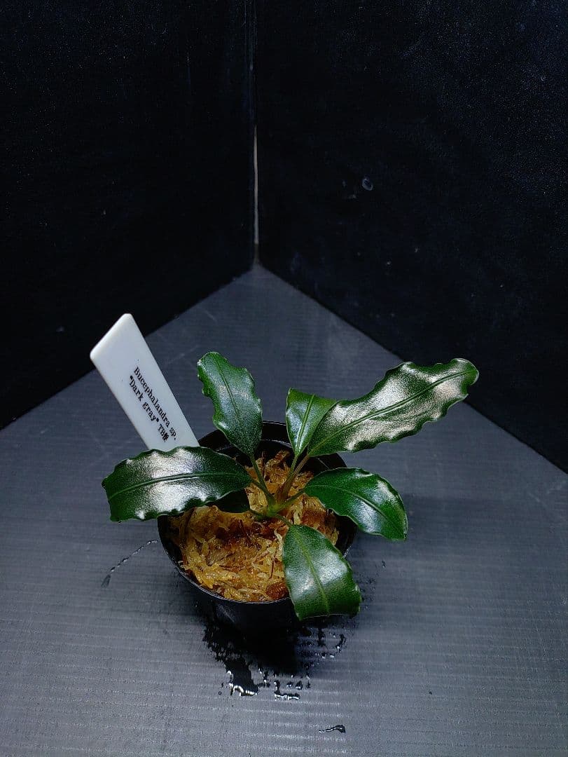 ブセファランドラ sp.“Dark gray” TB便