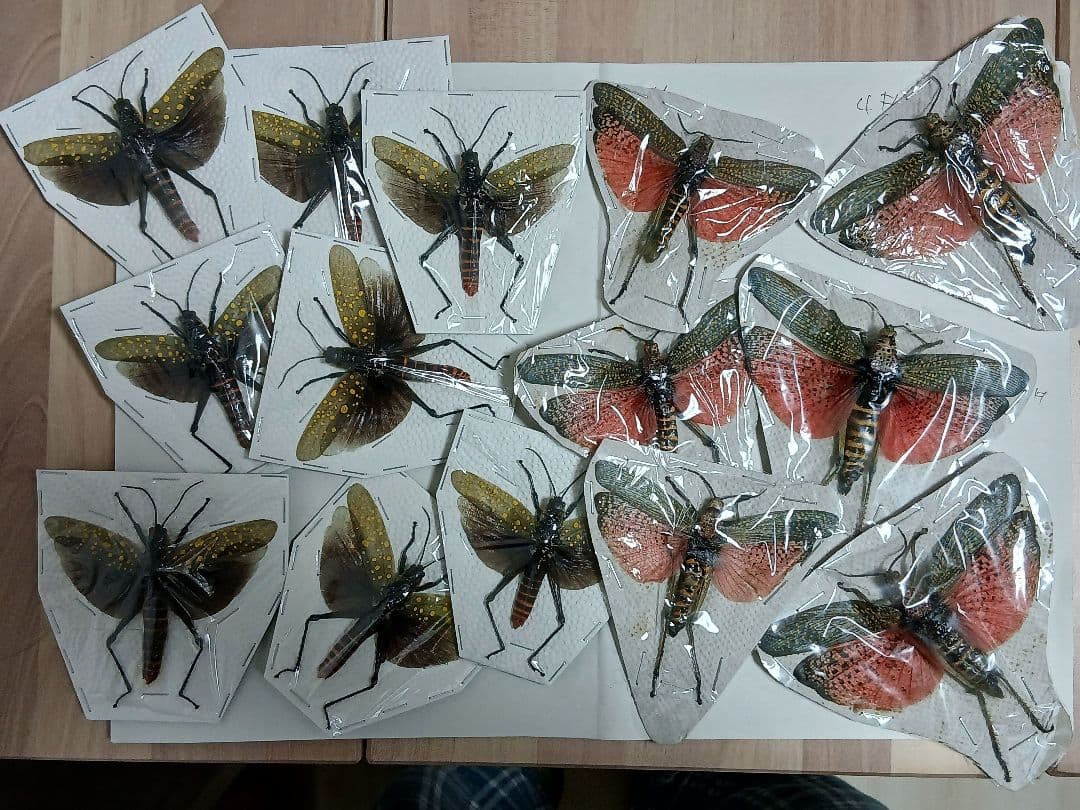 海外標本｜甲虫標本・バッタ標本（昆虫標本）