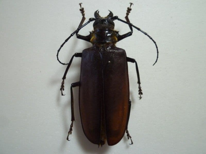 【外国産カミキリ標本】ウスバカミキリ♀/南インド産/92mm