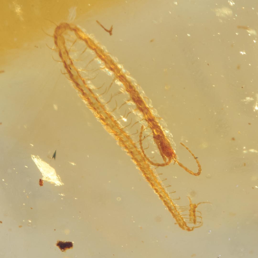 レア極上品 PA0002虫入り琥珀化石　ミャンマーカムティかタナイ9900万年前