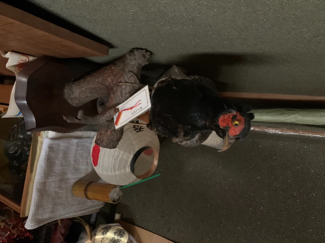 キジの剥製です